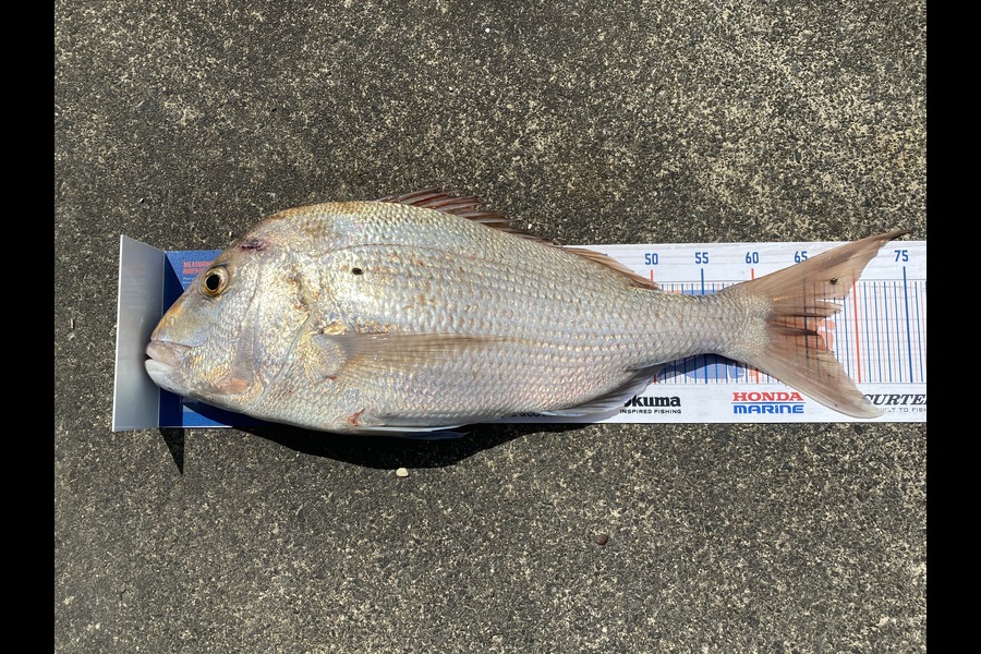 Greg McGrath caught this 67cm Snapper at far North during The Hirepool Baitmates Fishing Comp